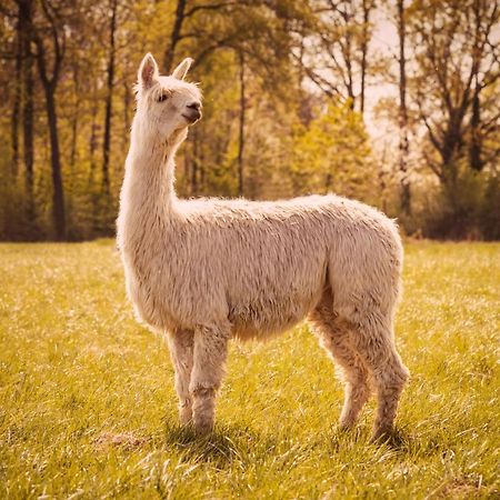 Вилла De Betze - Country Life Geetbets Экстерьер фото