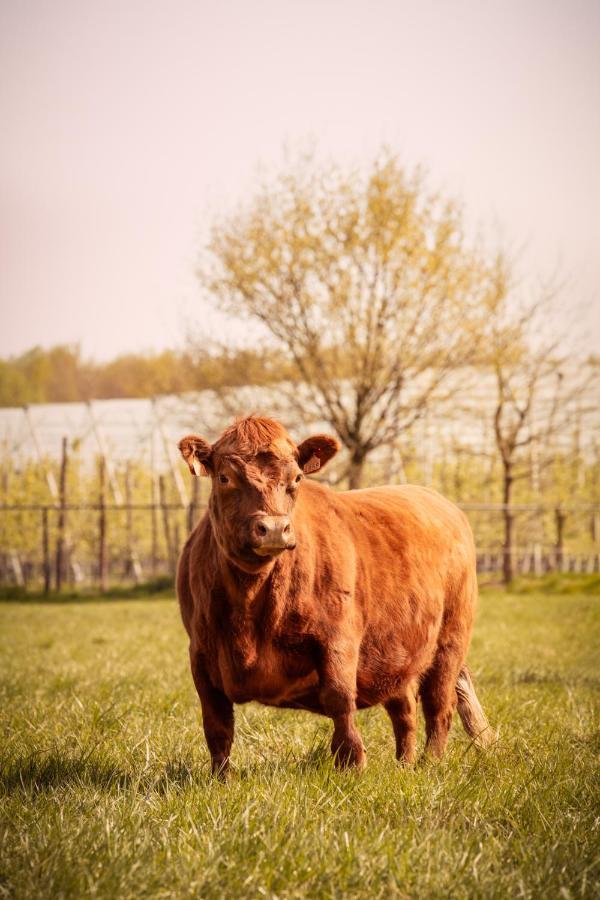 Вилла De Betze - Country Life Geetbets Экстерьер фото